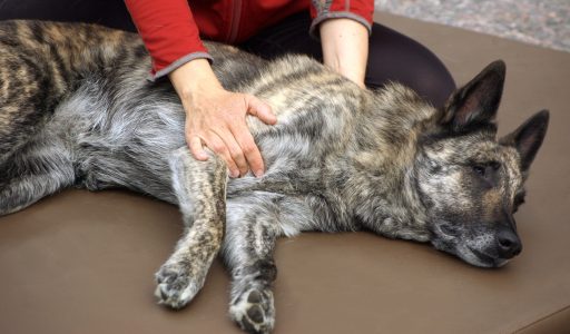 osteopatiaa koirille